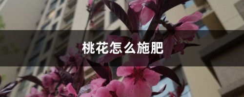 桃花怎么施肥