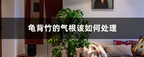 龟背竹的气根该如何处理