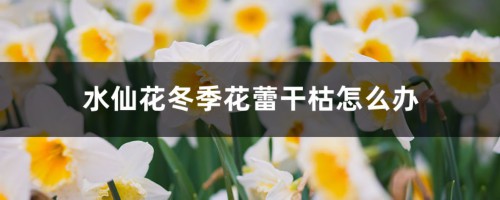 水仙花冬季花蕾干枯怎么办