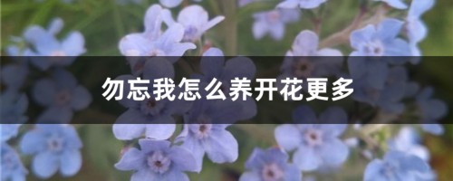 勿忘我怎么养开花更多