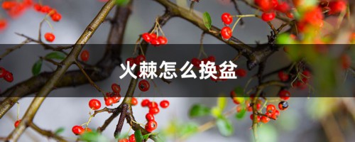 火棘怎么换盆