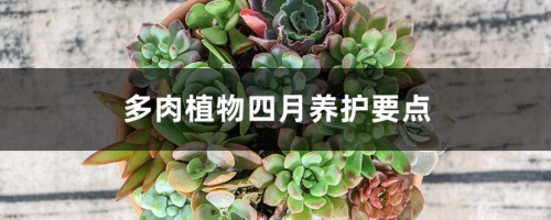 多肉植物四月养护要点